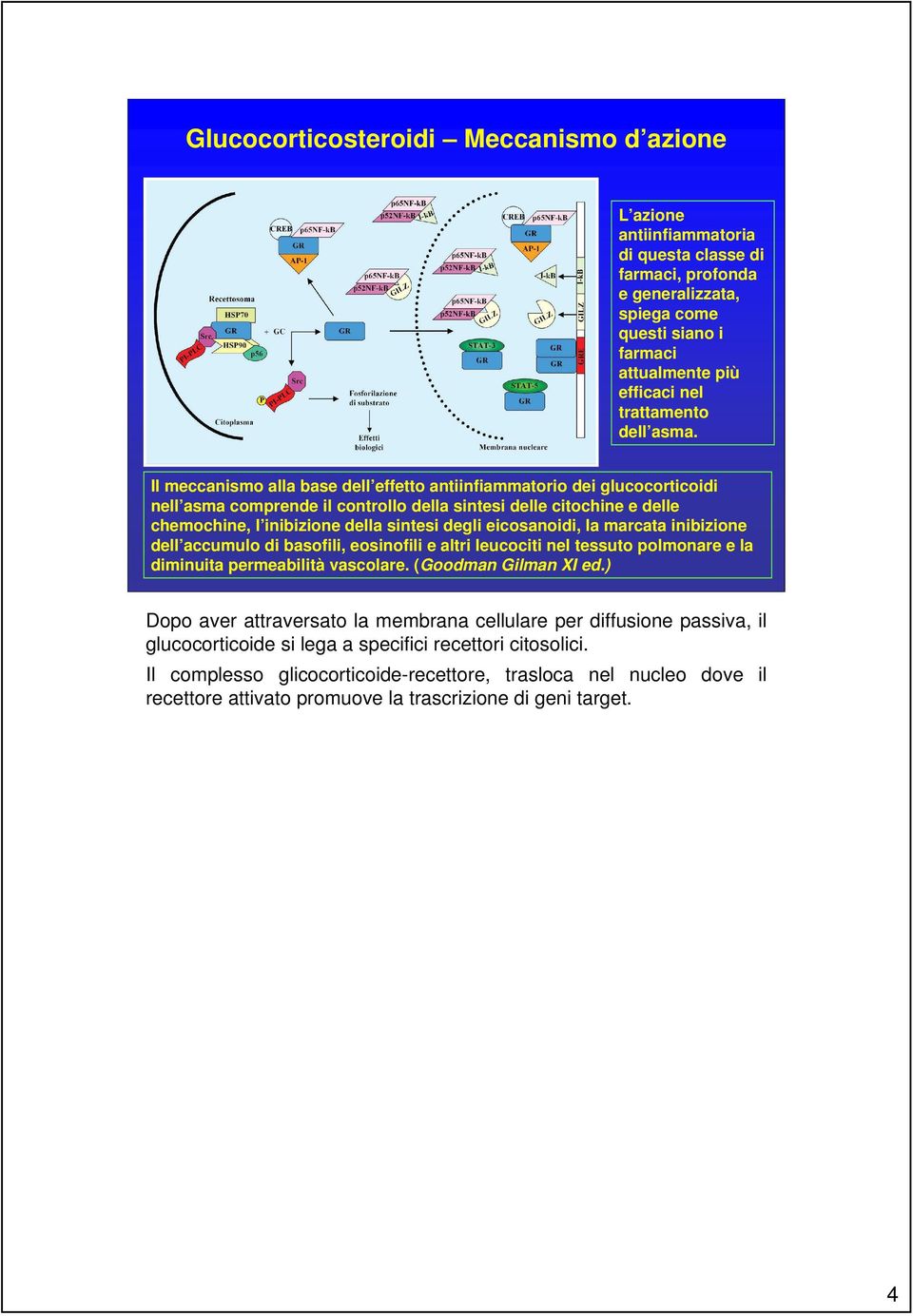 Il meccanismo alla base dell effetto antiinfiammatorio dei glucocorticoidi nell asma comprende il controllo della sintesi delle citochine e delle chemochine, l inibizione della sintesi degli