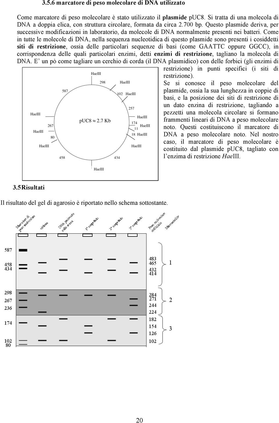 Questo plasmide deriva, per successive modificazioni in laboratorio, da molecole di DNA normalmente presenti nei batteri.