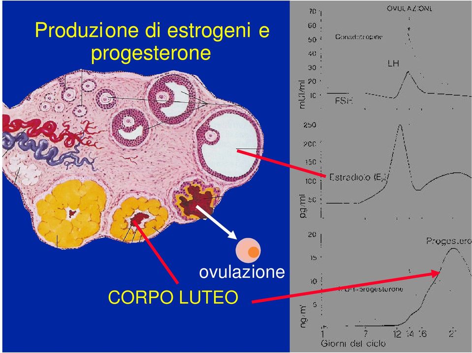 progesterone