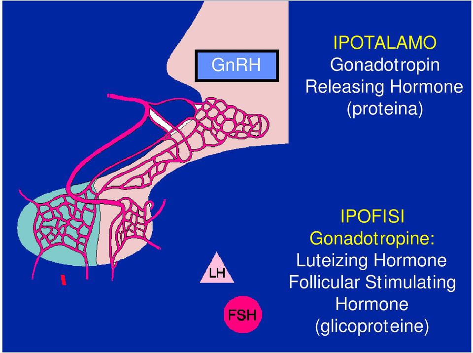 IPOFISI Gonadotropine: Luteizing