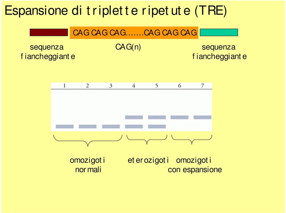 CAG CAG CAG(n) sequenza fiancheggiante