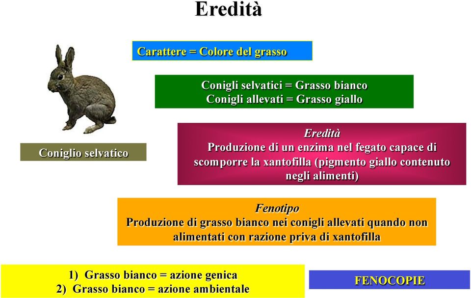 giallo contenuto negli alimenti) Fenotipo Produzione di grasso bianco nei conigli allevati quando non