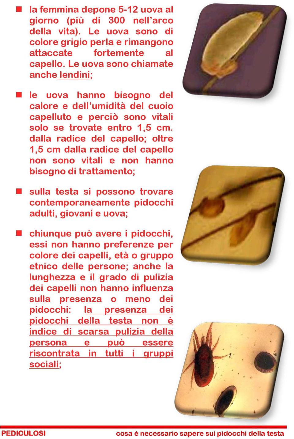 dalla radice del capello; oltre 1,5 cm dalla radice del capello non sono vitali e non hanno bisogno di trattamento; sulla testa si possono trovare contemporaneamente pidocchi adulti, giovani e uova;