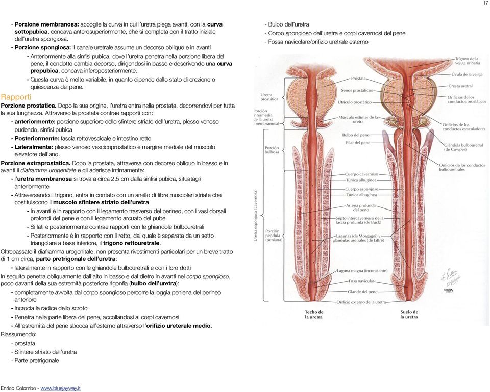 dirigendosi in basso e descrivendo una curva prepubica, concava inferoposteriormente. - Questa curva è molto variabile, in quanto dipende dallo stato di erezione o quiescenza del pene.