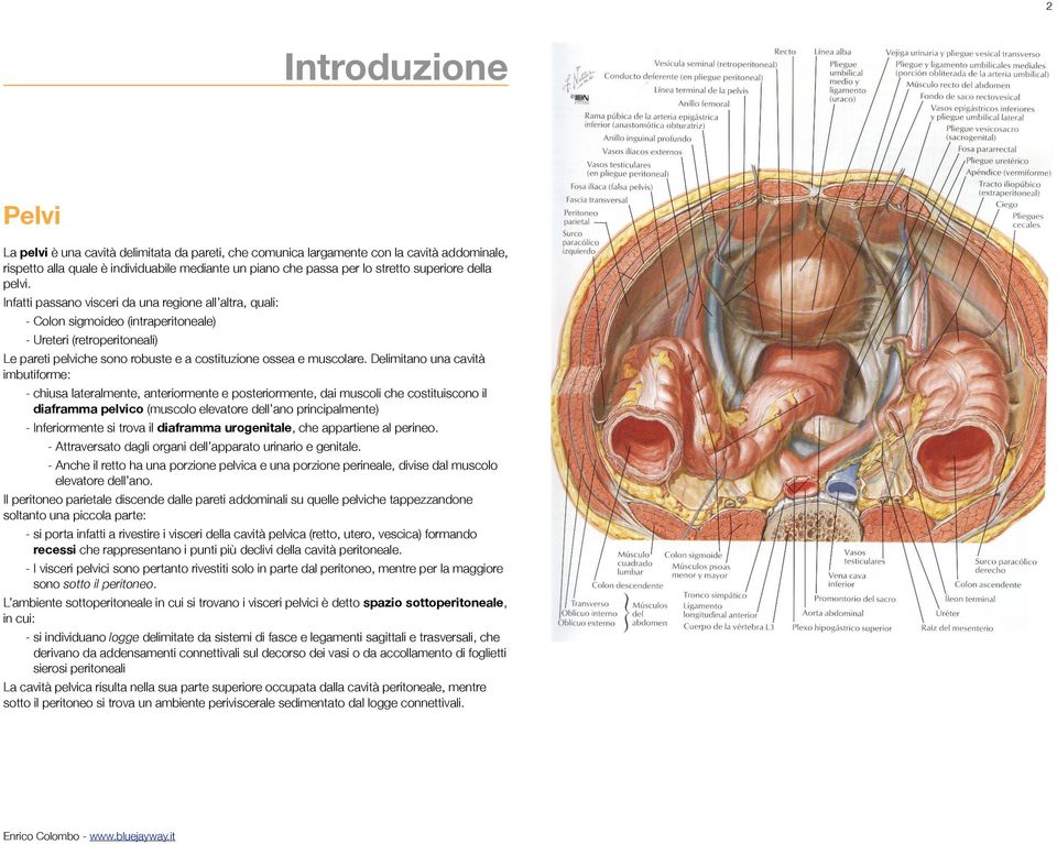 Infatti passano visceri da una regione all altra, quali: - Colon sigmoideo (intraperitoneale) - Ureteri (retroperitoneali) Le pareti pelviche sono robuste e a costituzione ossea e muscolare.