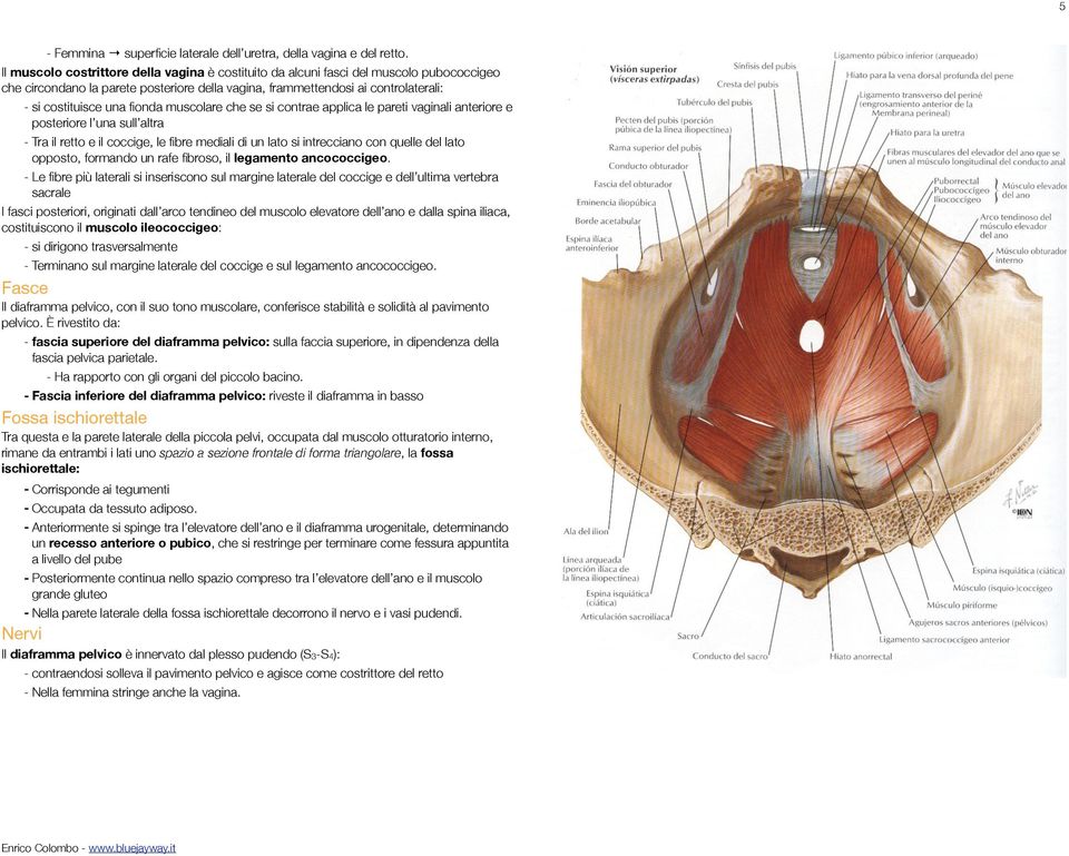 fionda muscolare che se si contrae applica le pareti vaginali anteriore e posteriore l una sull altra - Tra il retto e il coccige, le fibre mediali di un lato si intrecciano con quelle del lato