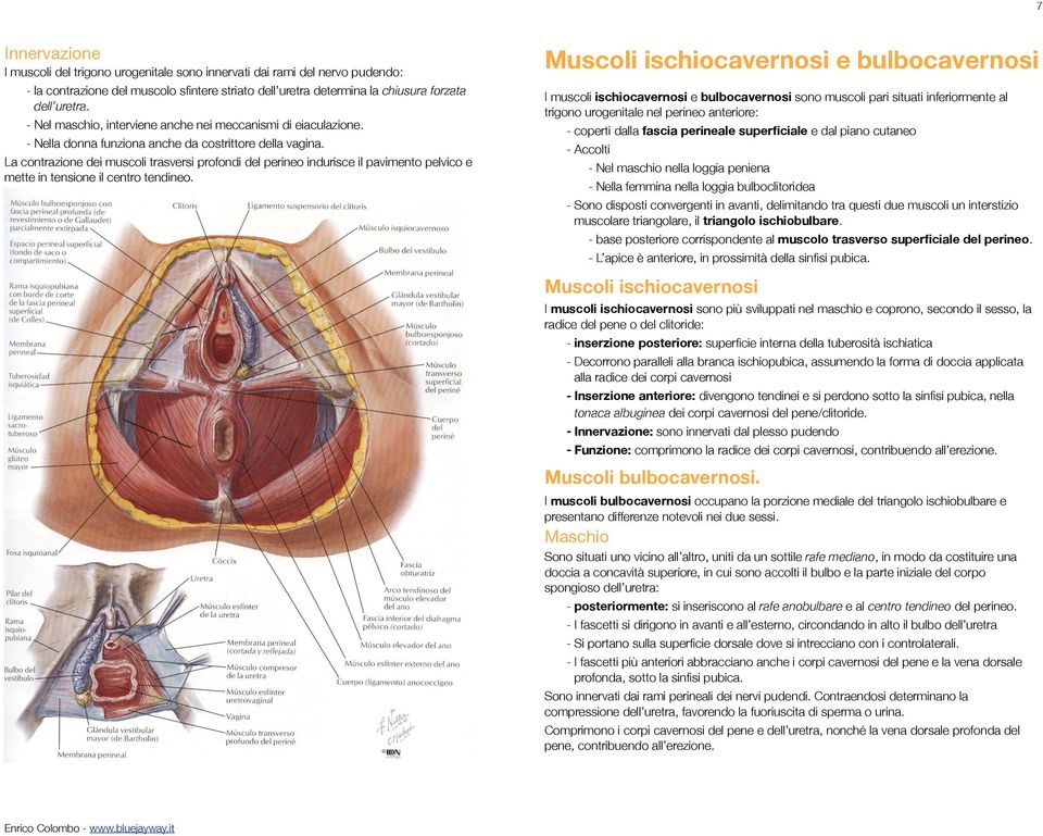 La contrazione dei muscoli trasversi profondi del perineo indurisce il pavimento pelvico e mette in tensione il centro tendineo.