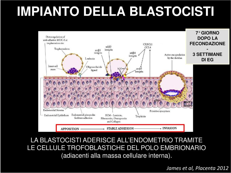 TRAMITE LE CELLULE TROFOBLASTICHE DEL POLO EMBRIONARIO