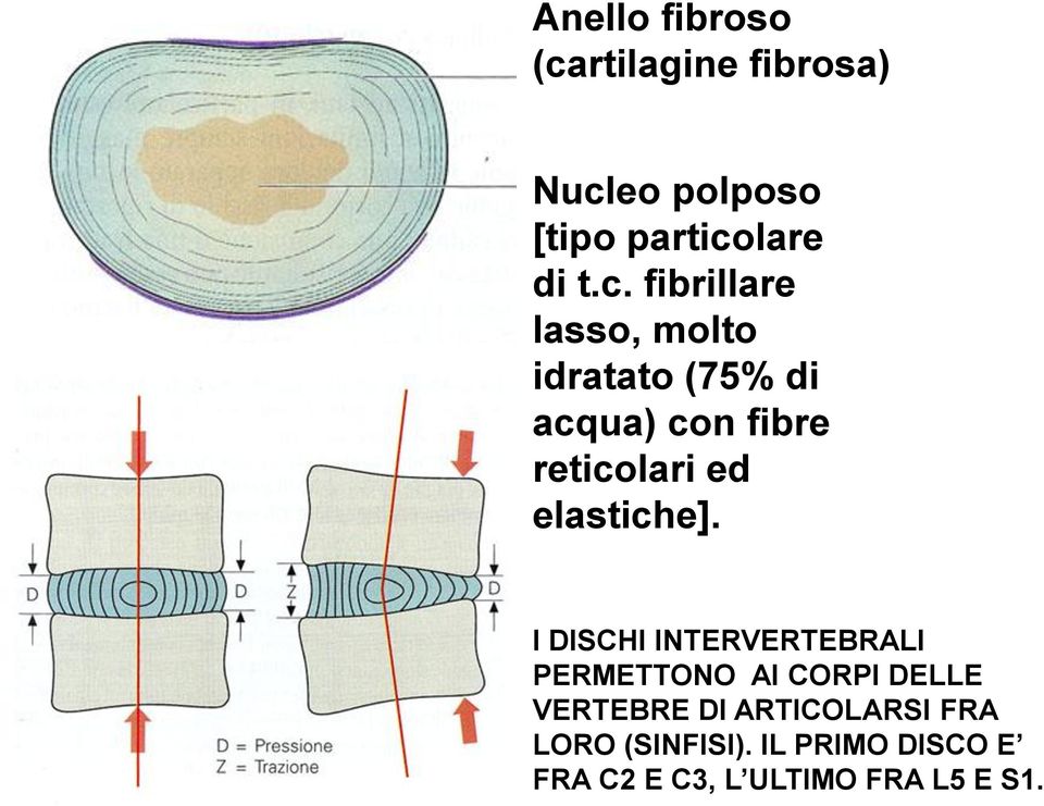 eo polposo [tipo partico