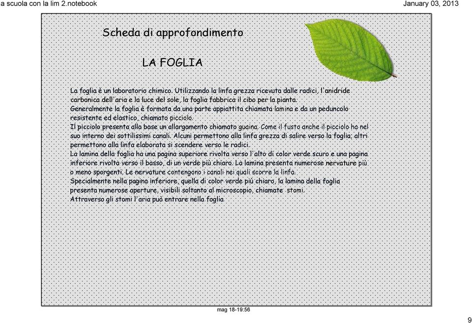 Generalmente la foglia è formata da una parte appiattita chiamata lamina e da un peduncolo resistente ed elastico, chiamato picciolo. Il picciolo presenta alla base un allargamento chiamato guaina.