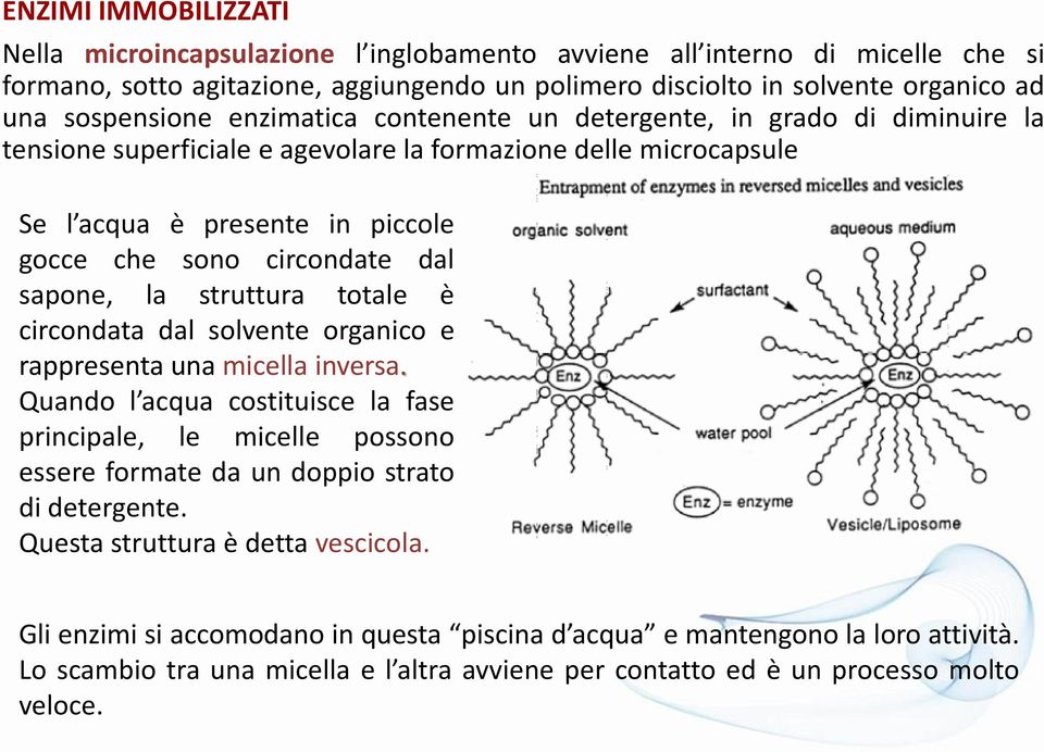 struttura totale è circondata dal solvente organico e rappresenta una micella inversa.