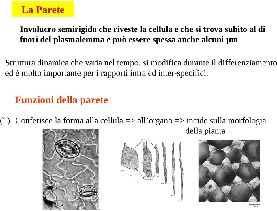 modifica durante il differenziamento ed è molto importante per i rapporti intra ed inter-specifici.