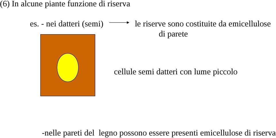 emicellulose di parete cellule semi datteri con lume