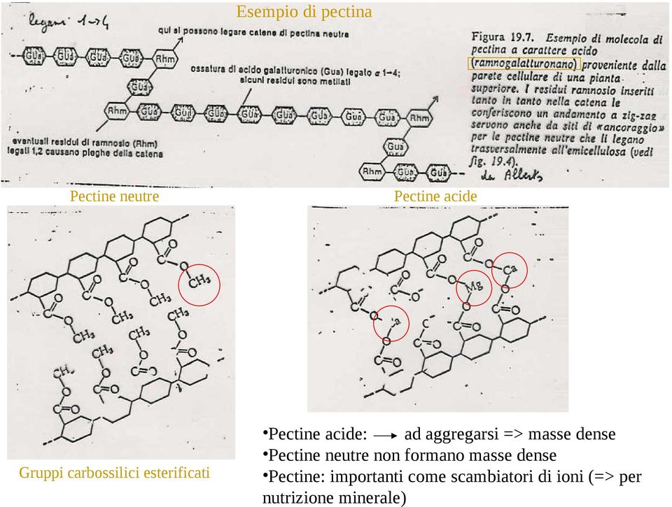 masse dense Pectine neutre non formano masse dense Pectine: