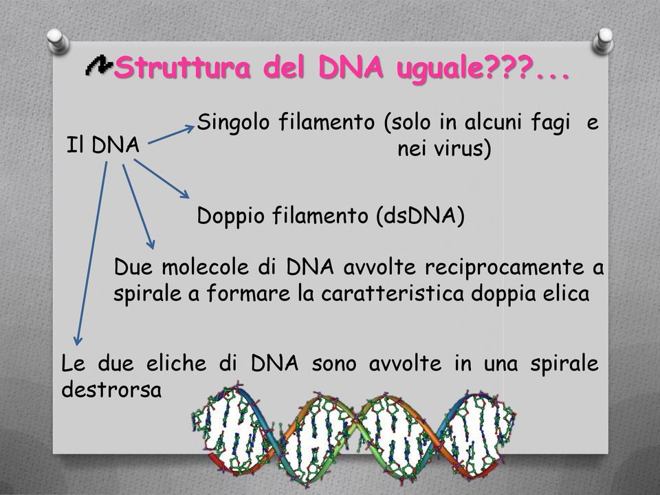 Doppio filamento (dsdna) Due molecole di DNA avvolte
