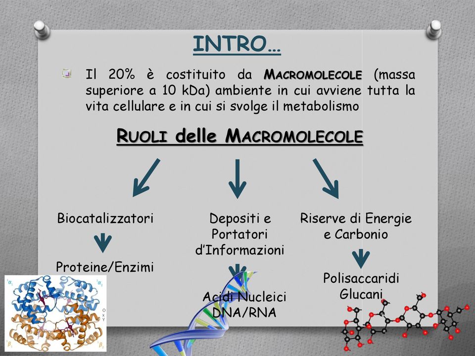 delle MACROMOLECOLE Biocatalizzatori Proteine/Enzimi Depositi e Portatori d