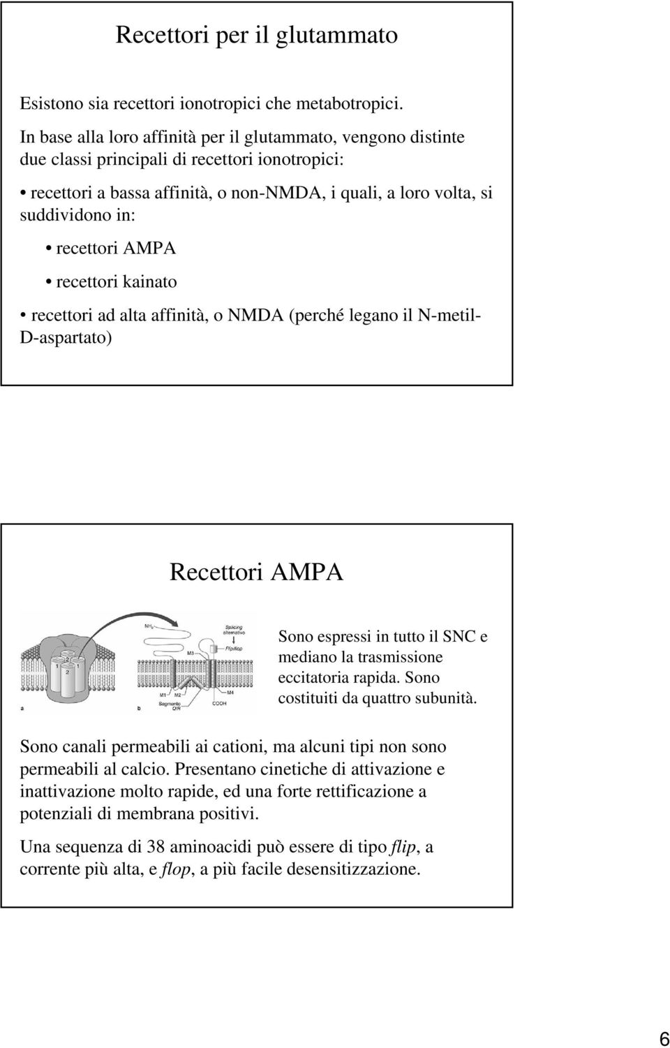 recettori AMPA recettori kainato recettori ad alta affinità, o NMDA (perché legano il N-metil- D-aspartato) Recettori AMPA Sono espressi in tutto il SNC e mediano la trasmissione eccitatoria rapida.