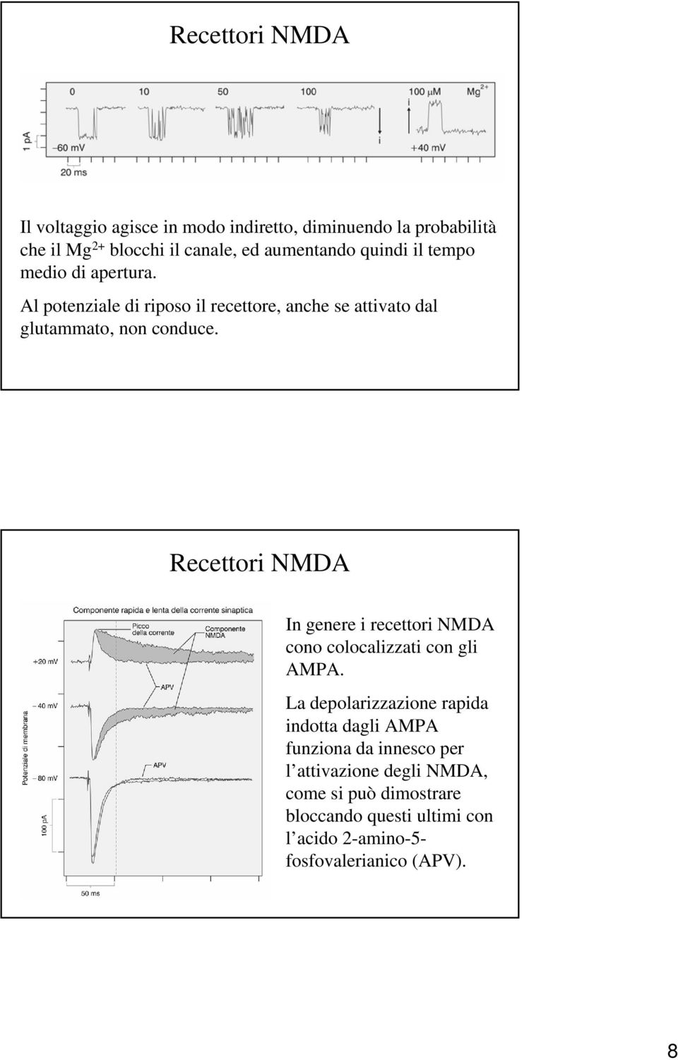 Recettori NMDA In genere i recettori NMDA cono colocalizzati con gli AMPA.