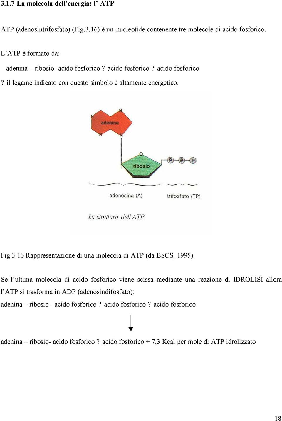 16 Rappresentazione di una molecola di ATP (da BSCS, 1995) Se l ultima molecola di acido fosforico viene scissa mediante una reazione di IDROLISI allora l ATP si