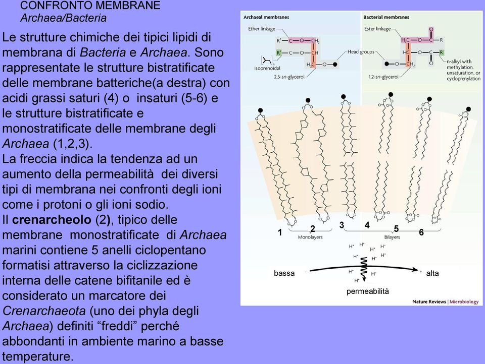 Archaea (1,2,3). La freccia indica la tendenza ad un aumento della permeabilità dei diversi tipi di membrana nei confronti degli ioni come i protoni o gli ioni sodio.