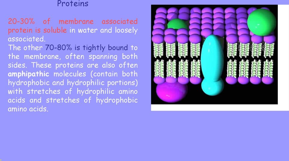 These proteins are also often amphipathic molecules (contain both hydrophobic and