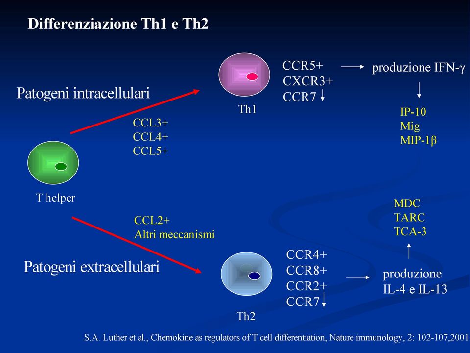 Patogeni extracellulari Th2 CCR4+ CCR8+ CCR2+ CCR7 produzione IL-4 e IL-13 S.A.