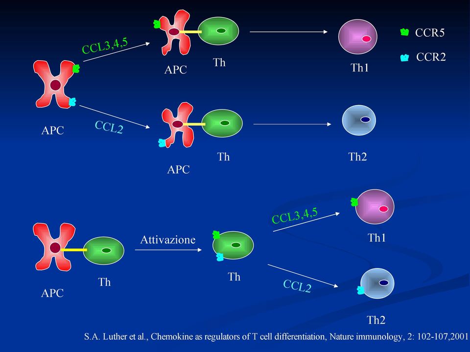 , Chemokine as regulators of T cell