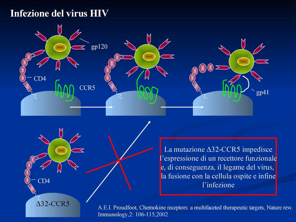 fusione con la cellula ospite e infine l infezione Δ32-CCR5 A.E.I.