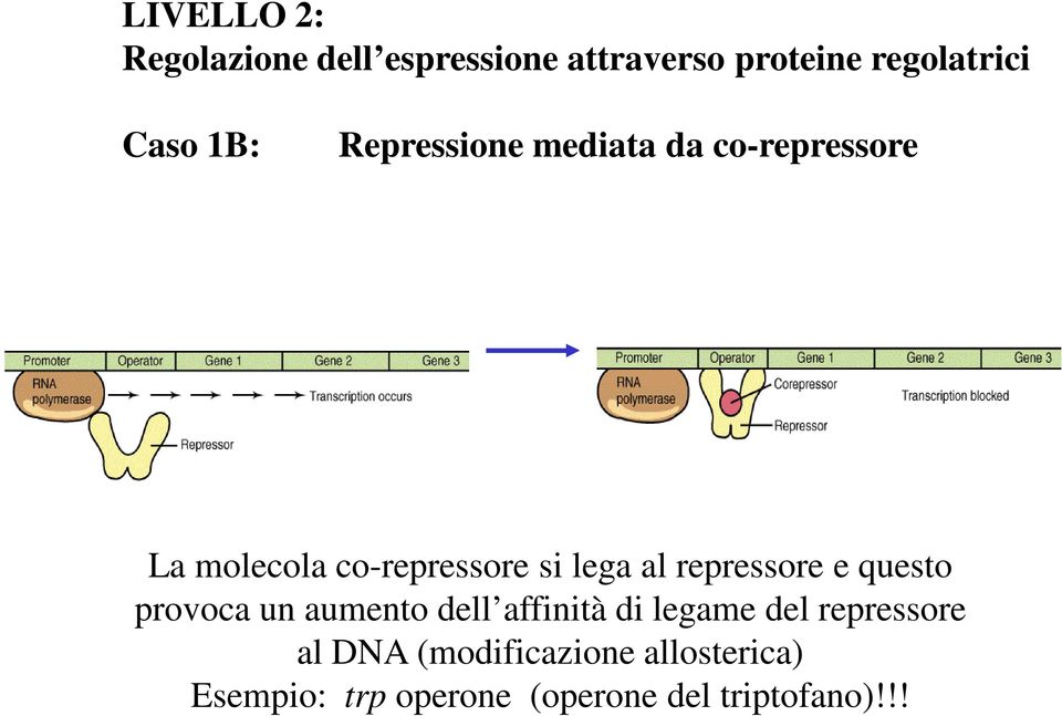 repressore e questo provoca un aumento dell affinità di legame del repressore