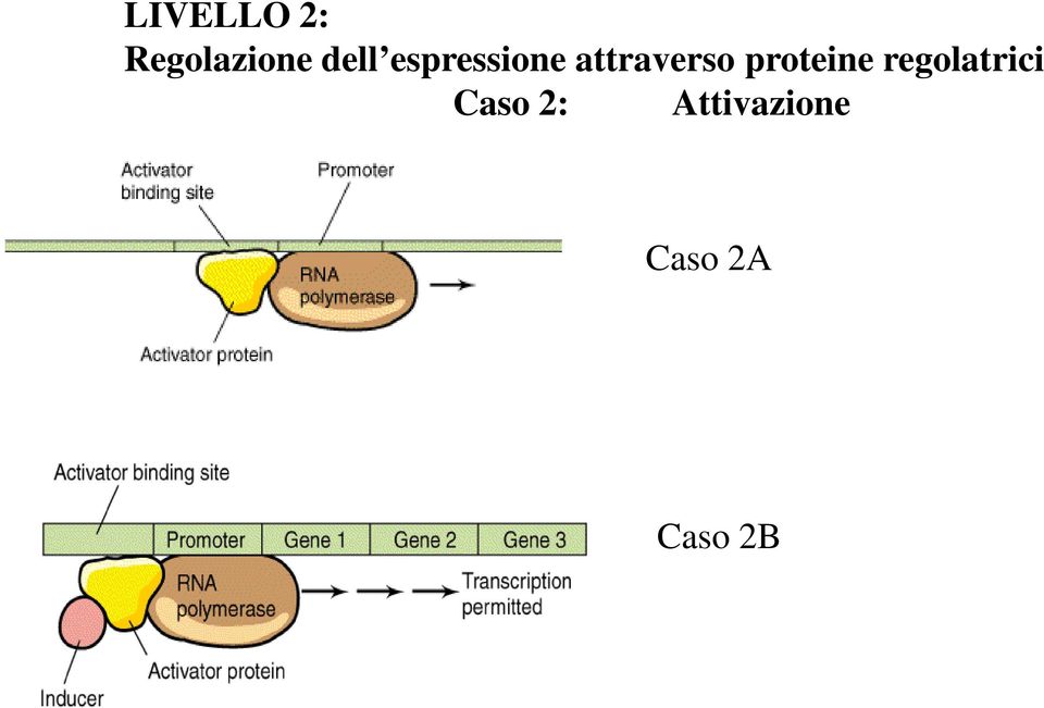 attraverso proteine