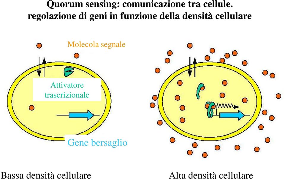 cellulare Molecola segnale Attivatore
