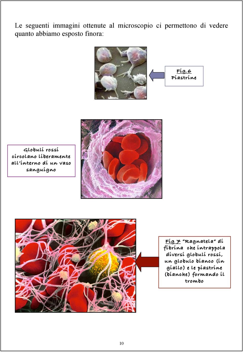 6 Piastrine Globuli rossi circolano liberamente all interno di un vaso sanguigno
