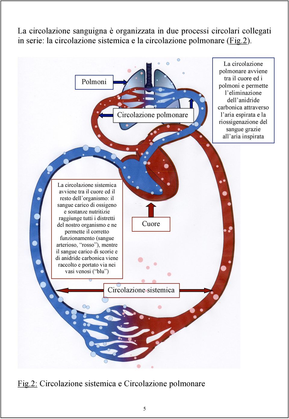 grazie all aria inspirata La circolazione sistemica avviene tra il cuore ed il resto dell organismo: il sangue carico di ossigeno e sostanze nutritizie raggiunge tutti i distretti del nostro