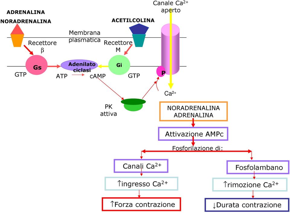 2+ PK attiva NORADRENALINA ADRENALINA Attivazione AMPc Fosforilazione di: