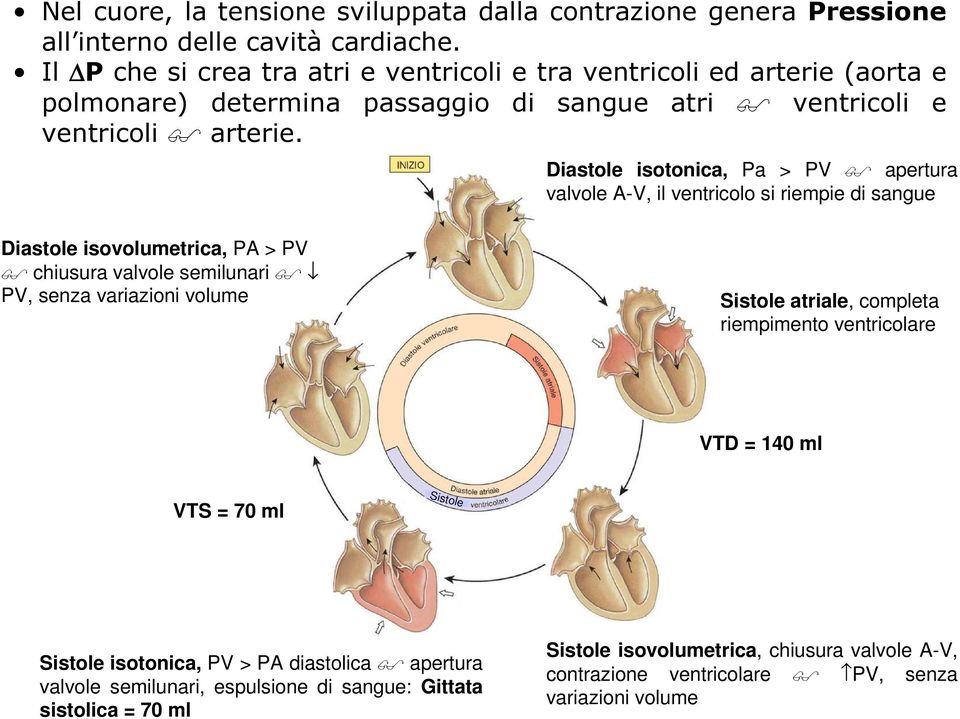 Diastole isotonica, Pa > PV apertura valvole A-V, il ventricolo si riempie di sangue Diastole isovolumetrica, PA > PV chiusura valvole semilunari PV, senza variazioni volume Sistole