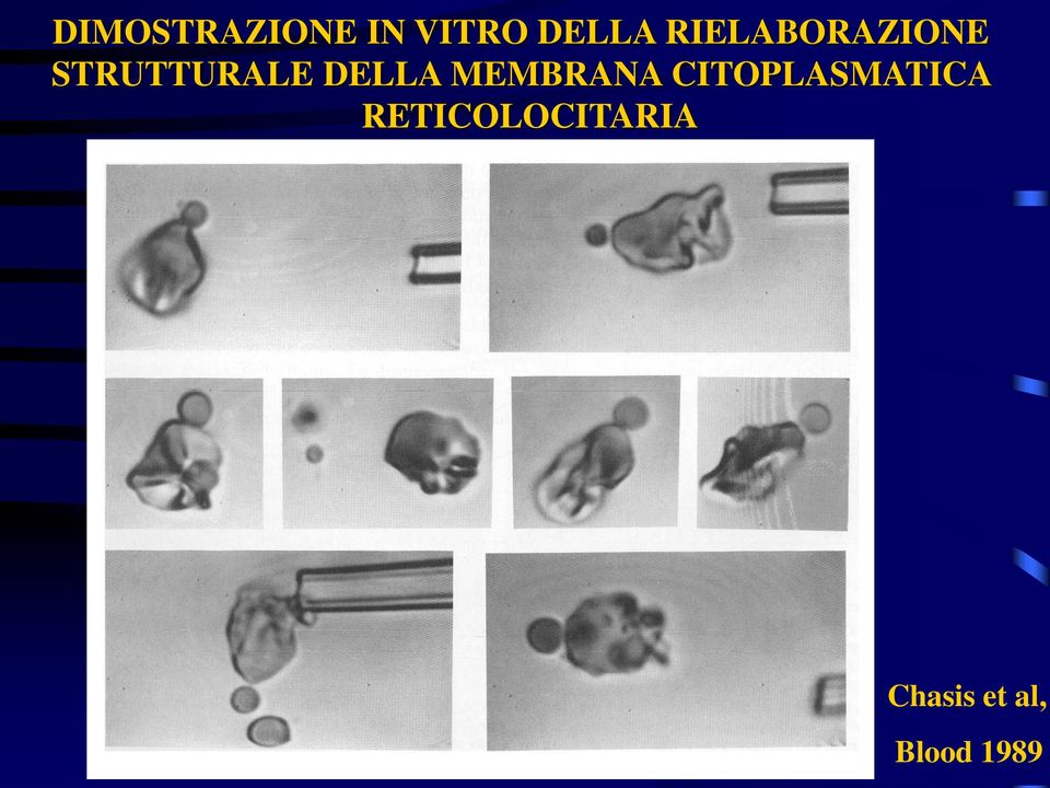 DELLA MEMBRANA CITOPLASMATICA