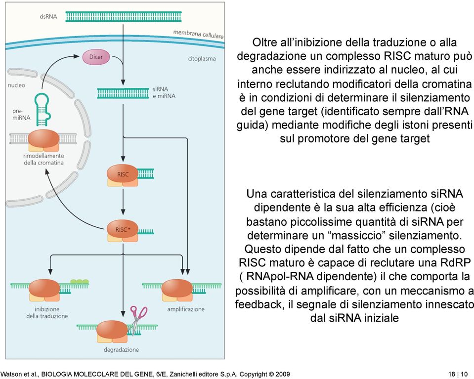 silenziamento sirna dipendente è la sua alta efficienza (cioè bastano piccolissime quantità di sirna per determinare un massiccio silenziamento.