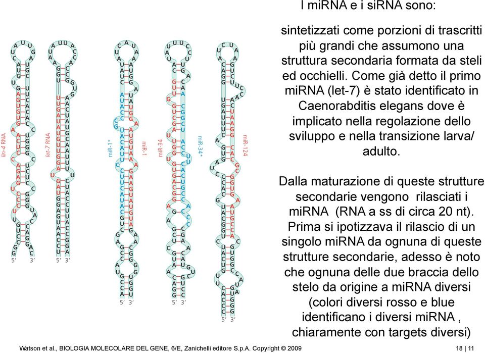 Dalla maturazione di queste strutture secondarie vengono rilasciati i mirna (RNA a ss di circa 20 nt).