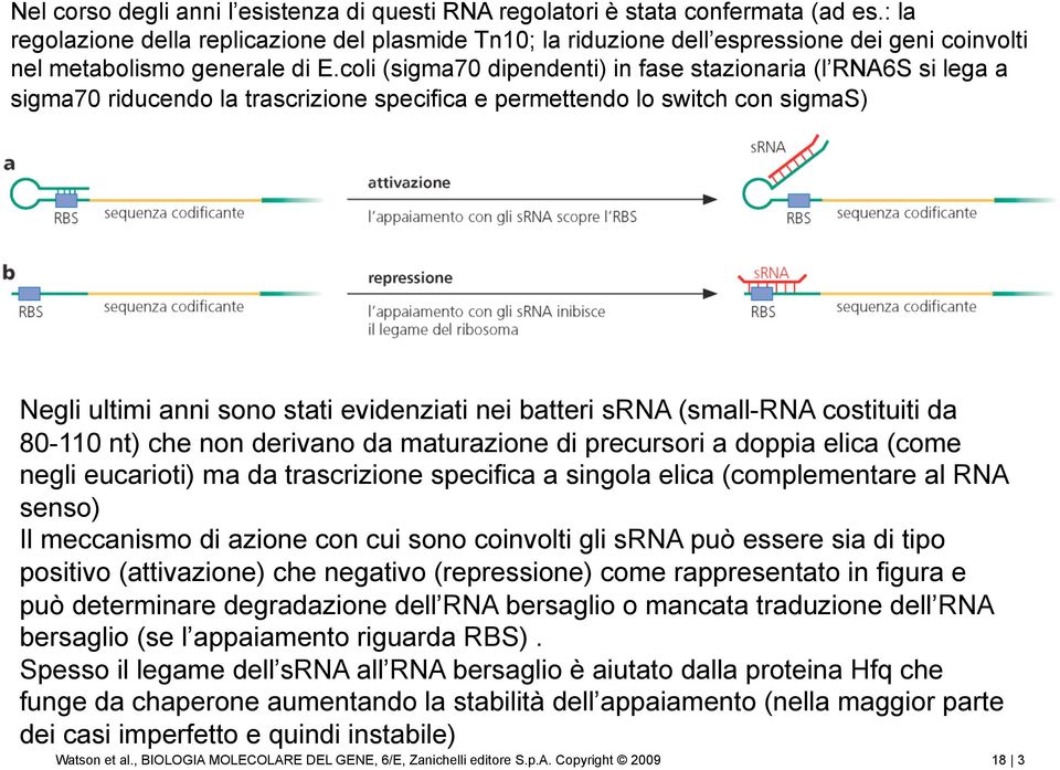 coli (sigma70 dipendenti) in fase stazionaria (l RNA6S si lega a sigma70 riducendo la trascrizione specifica e permettendo lo switch con sigmas) Negli ultimi anni sono stati evidenziati nei batteri