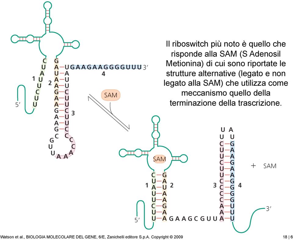 alternative (legato e non legato alla SAM) che utilizza