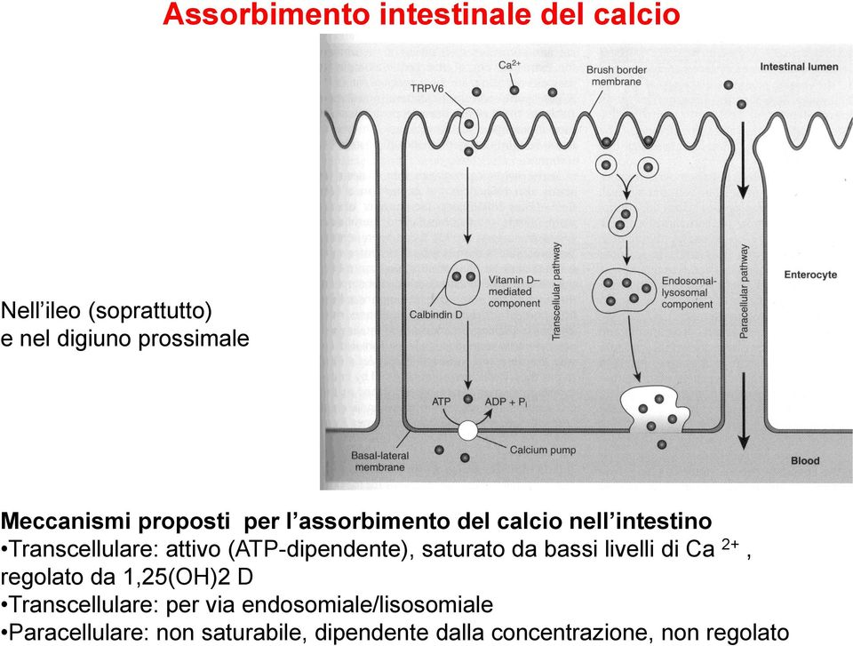 (ATP-dipendente), saturato da bassi livelli di Ca 2+, regolato da 1,25(OH)2 D Transcellulare: