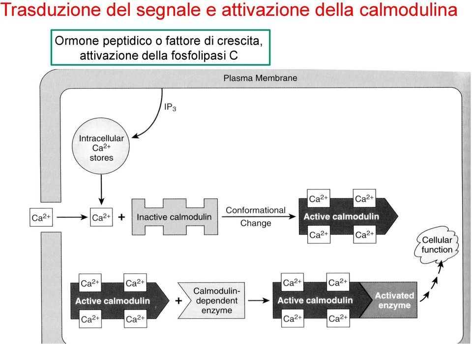 Ormone peptidico o fattore di