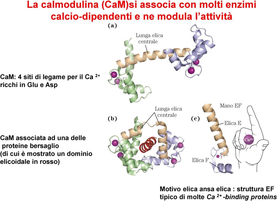 ad una delle proteine bersaglio (di cui è mostrato un dominio elicoidale in