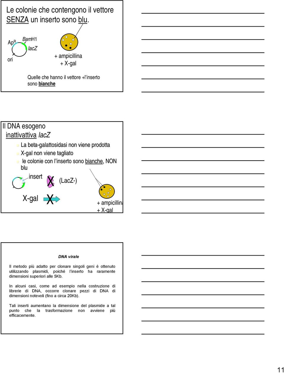 tagliato le colonie con l inserto sono bianche,, NON blu insert X (LacZ-) X-gal X + ampicillina + X-gal DNA virale Il metodo più adatto per clonare singoli geni è ottenuto utilizzando