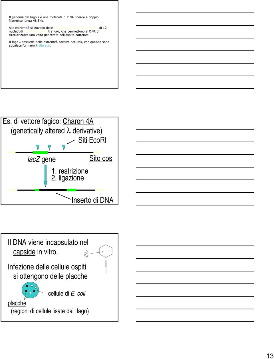 ospite batterico. Il fago λ possiede delle estremità coesive naturali, che quando sono appaiate formano il sito cos. Es.