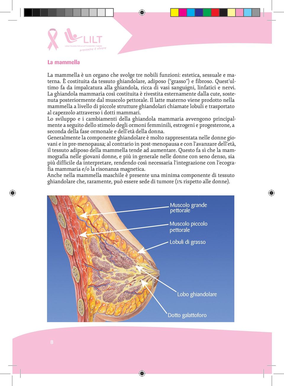 La ghiandola mammaria così costituita è rivestita esternamente dalla cute, sostenuta posteriormente dal muscolo pettorale.