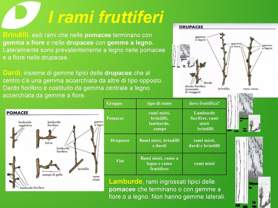 Dardo fiorifero è costituito da gemma centrale a legno accerchiata da gemme a fiore. Gruppo tipo di ramo dove fruttifica?