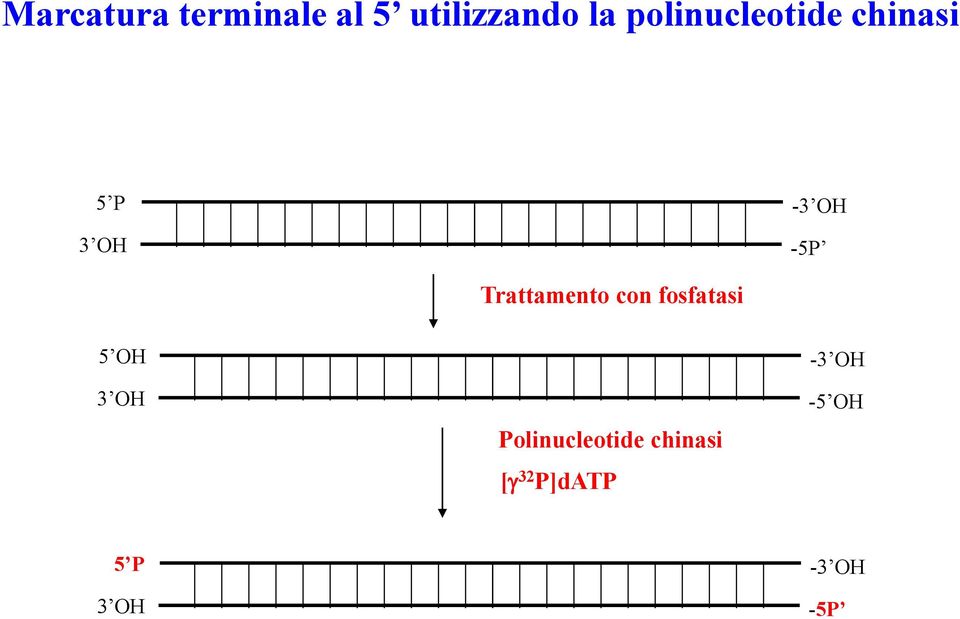 Trattamento con fosfatasi 5 OH 3 OH