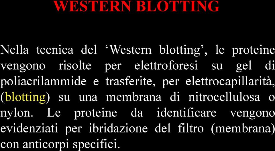 (blotting) su una membrana di nitrocellulosa o nylon.