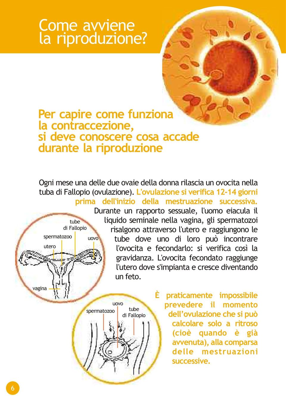 L'ovulazione si verifica 12-14 giorni prima dell'inizio della mestruazione successiva.